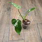 Philodendron Emerald Ice