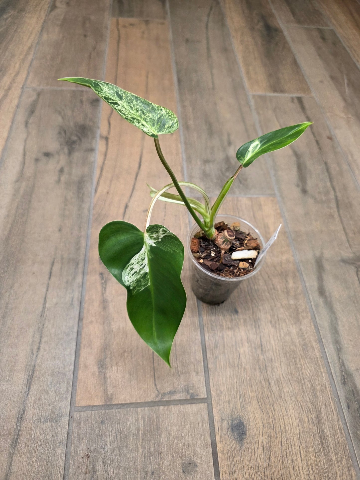 Philodendron Emerald Ice