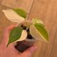 Philodendron Hederaceum Albo Variegata