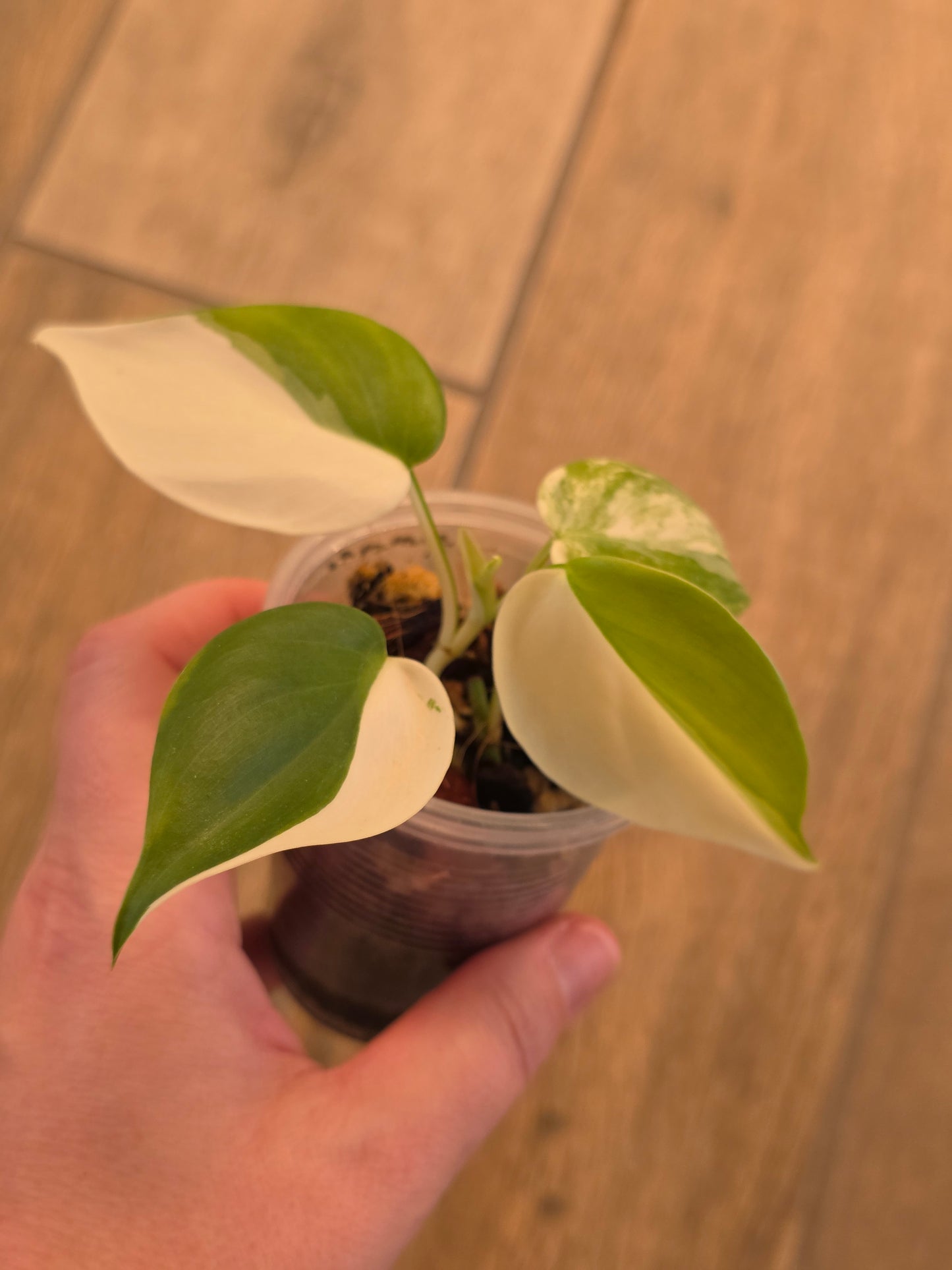Philodendron Hederaceum Albo Variegata