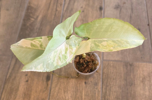 Syngonium Blue and Cream