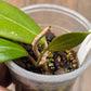 Hoya Bhutanica