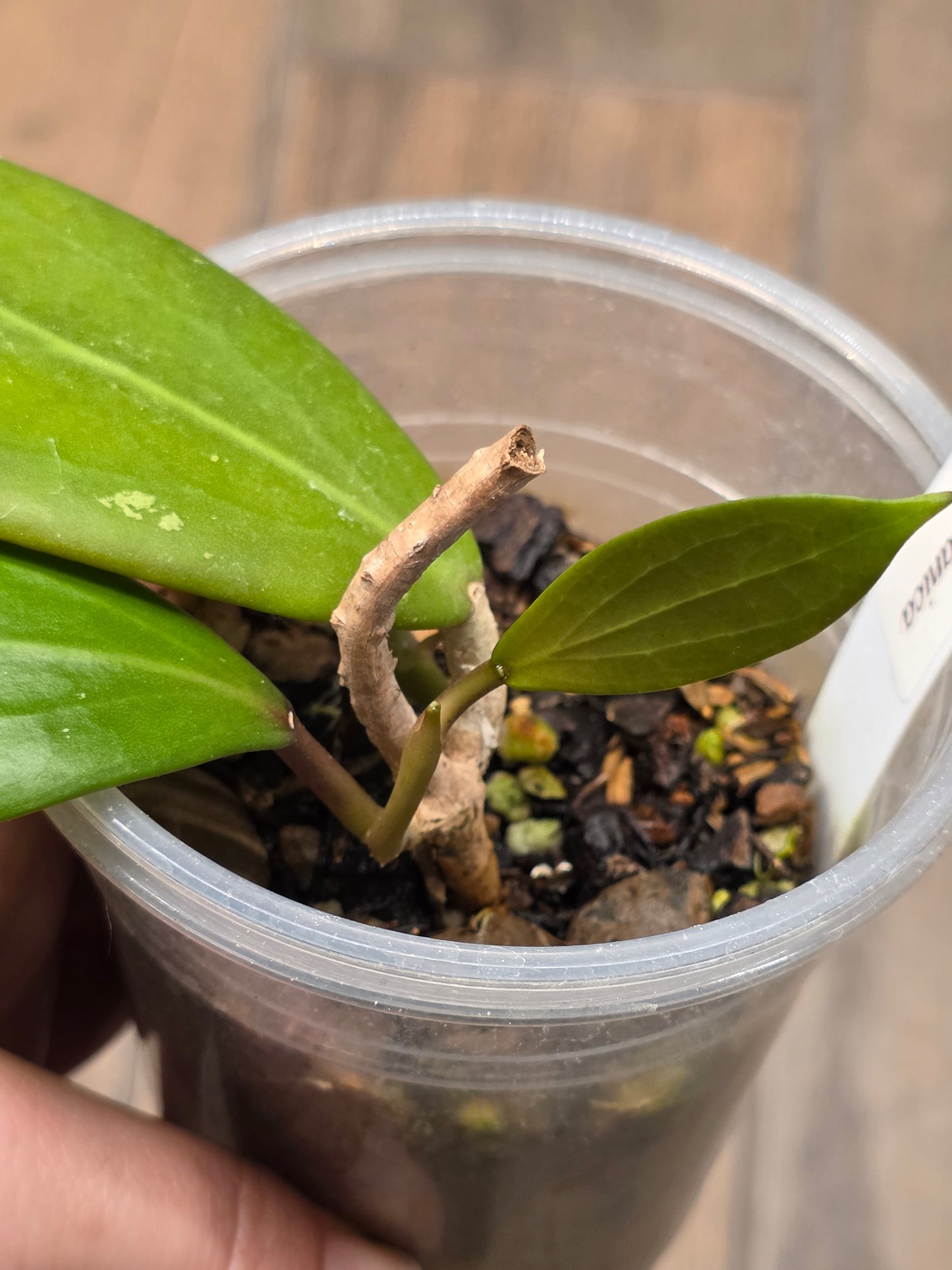 Hoya Bhutanica