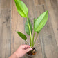 Epipremnum Giganteum Blue Mint