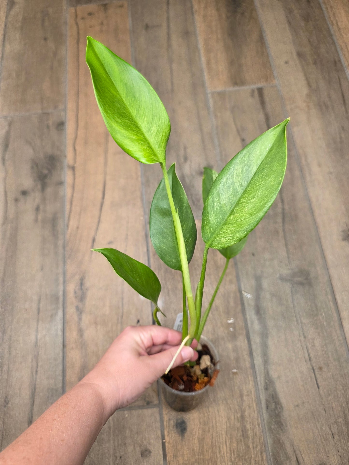 Epipremnum Giganteum Blue Mint