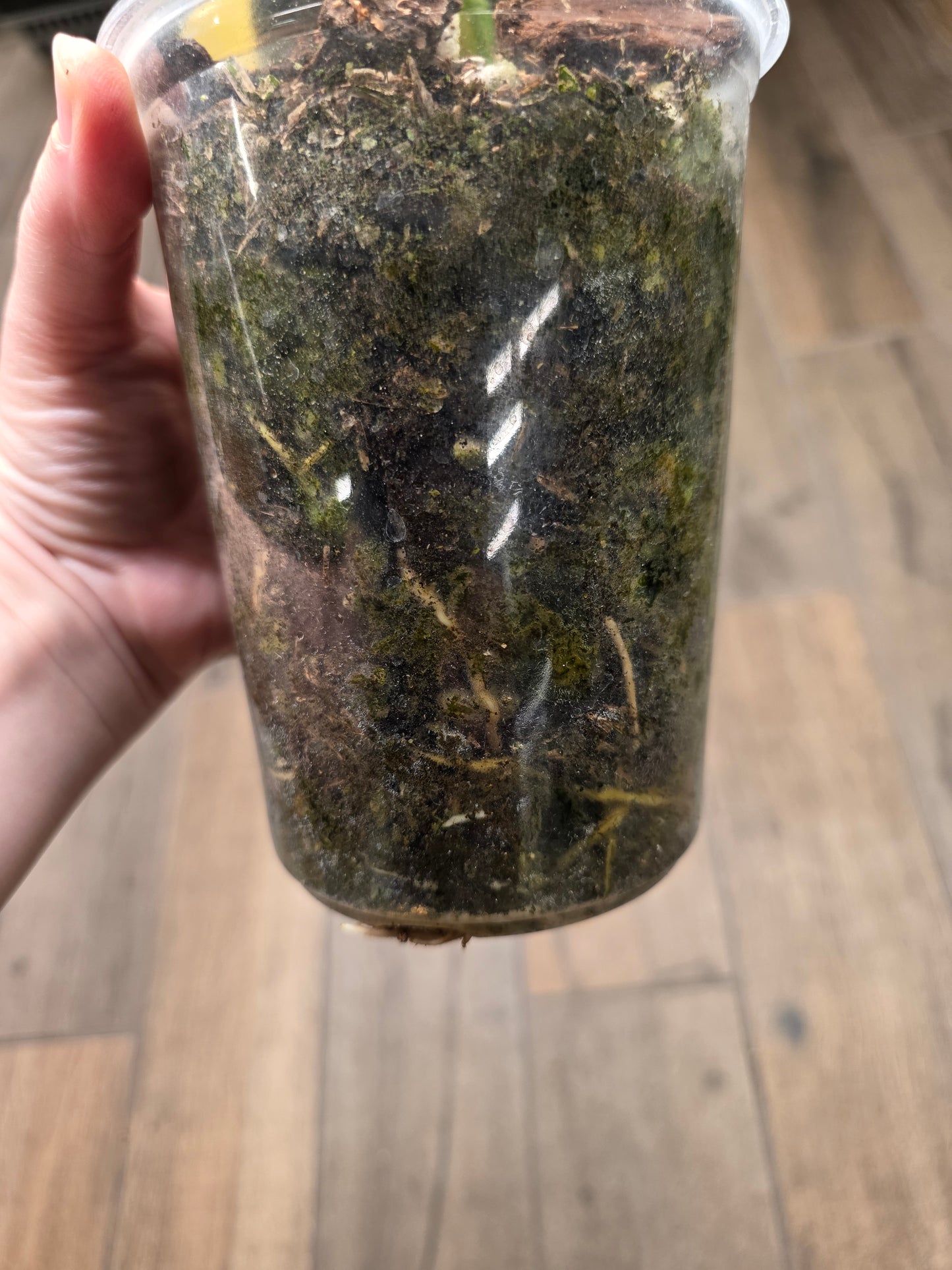 Monstera Aurea SF