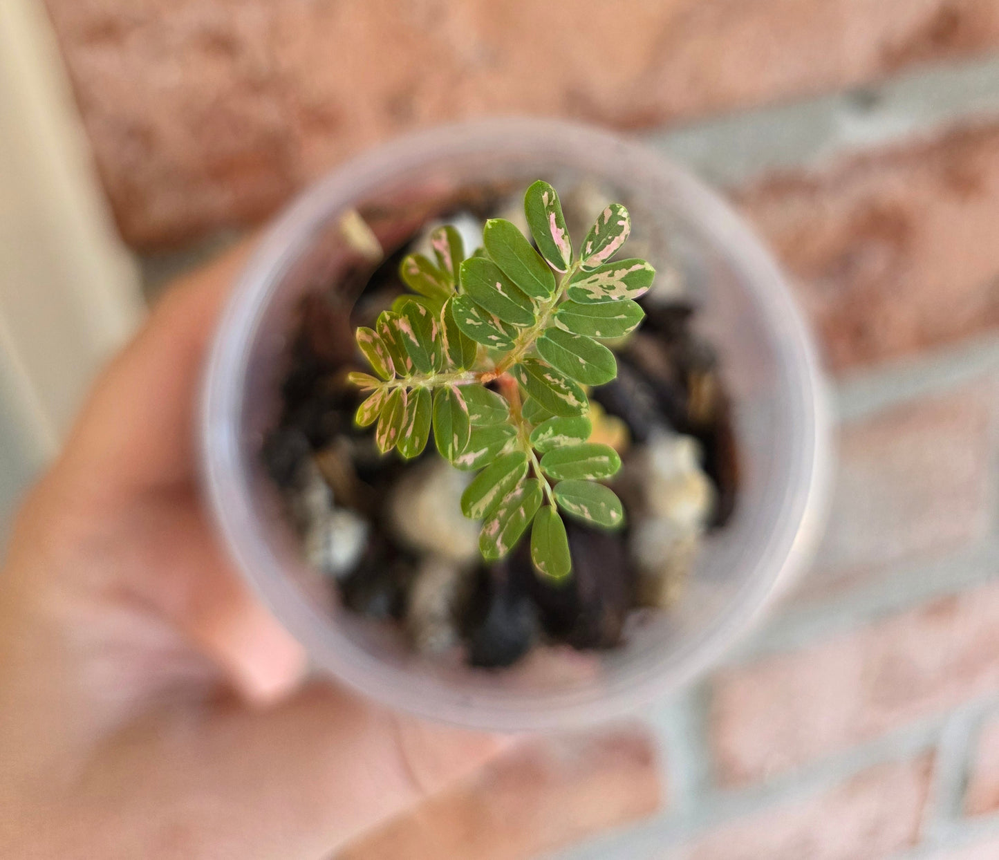Phyllanthus Urinaria Pink Variegated