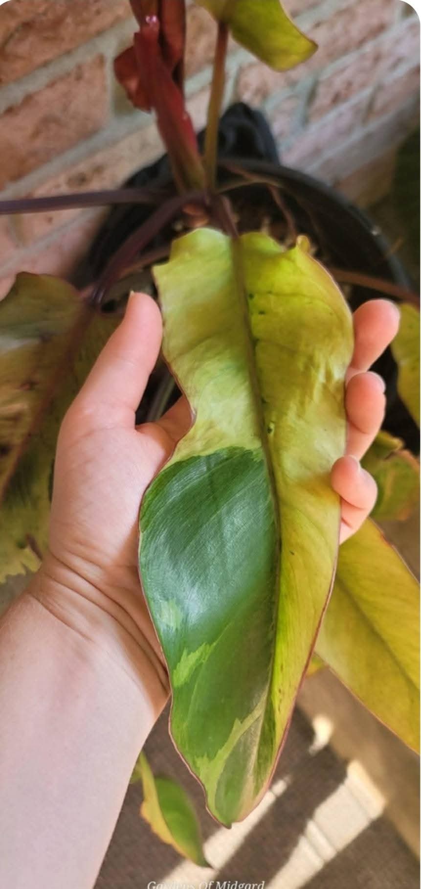 Philodendron Phantom Flame FIRST EVER RELEASE! 🦄