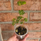 Phyllanthus Urinaria Pink Variegated