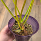 Philodendron Minnarum Aurea Variegated