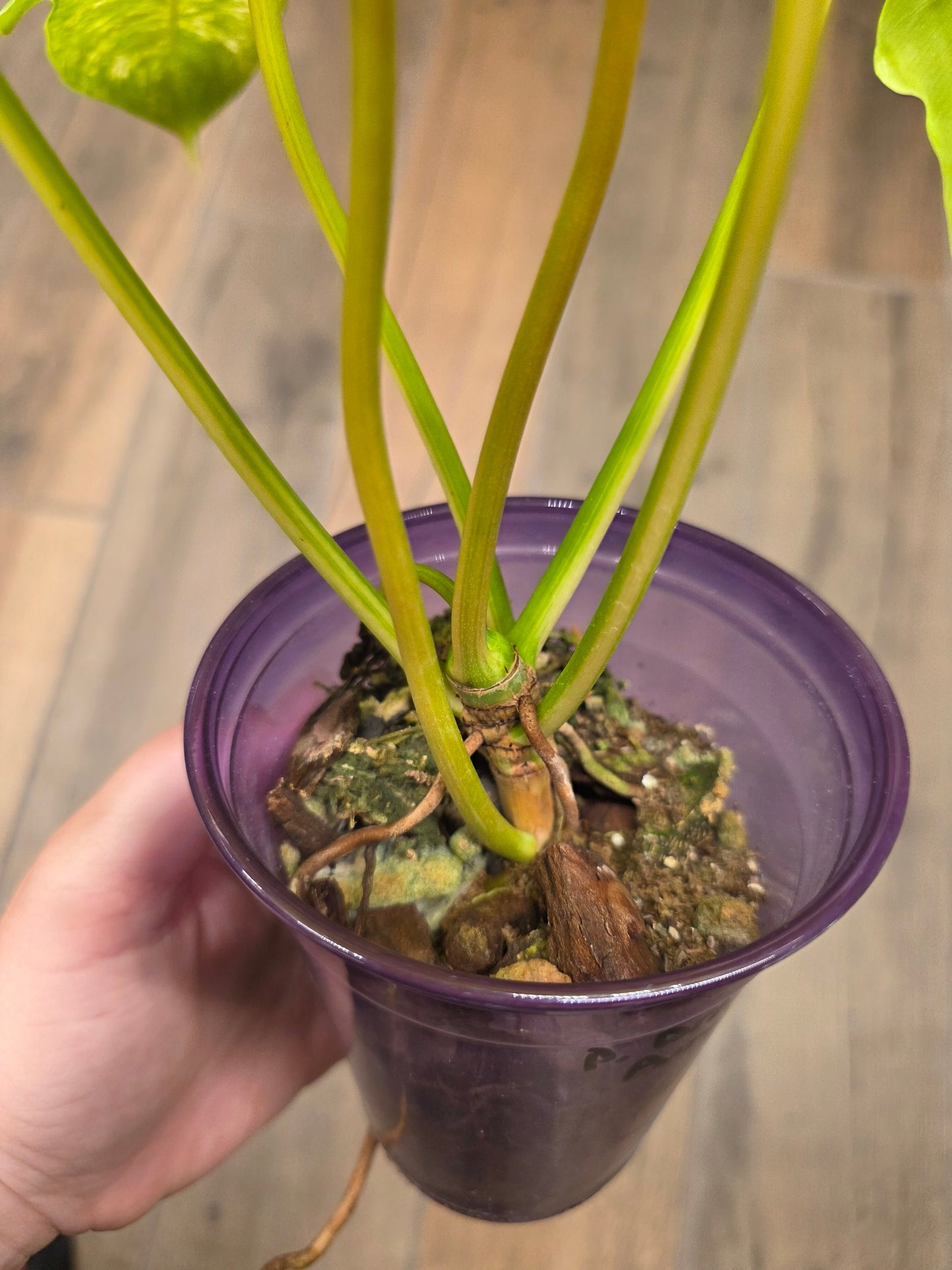 Philodendron Minnarum Aurea Variegated