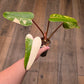 Philodendron Dark Lord Albo/Pink