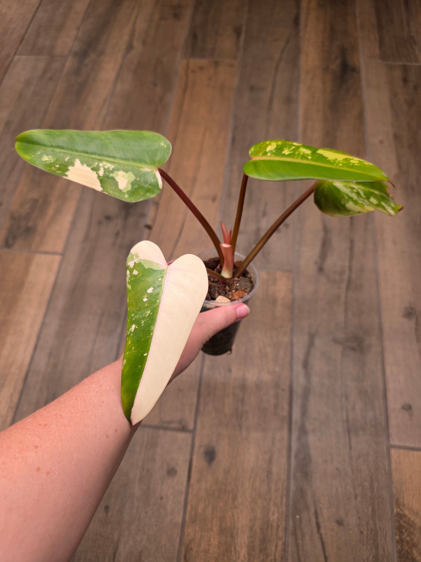 Philodendron Dark Lord Albo/Pink