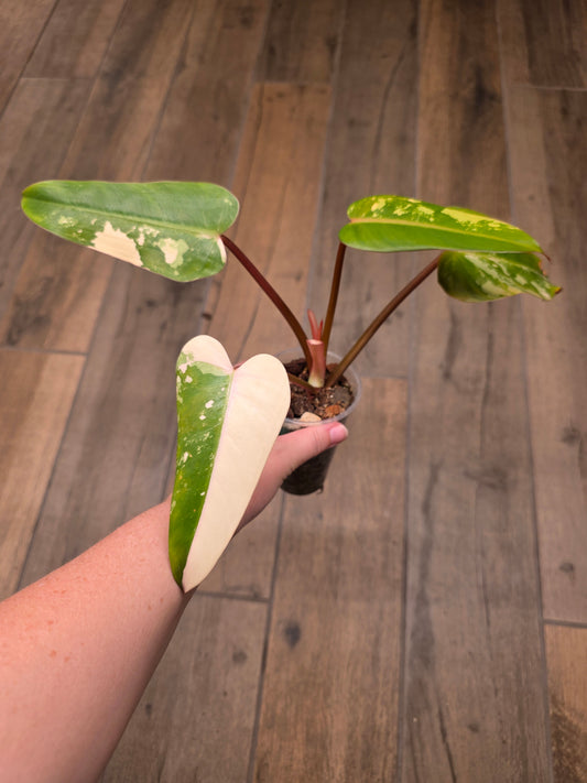 Philodendron Dark Lord Albo/Pink