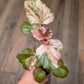 Begonia Cucullata Pink Variegated