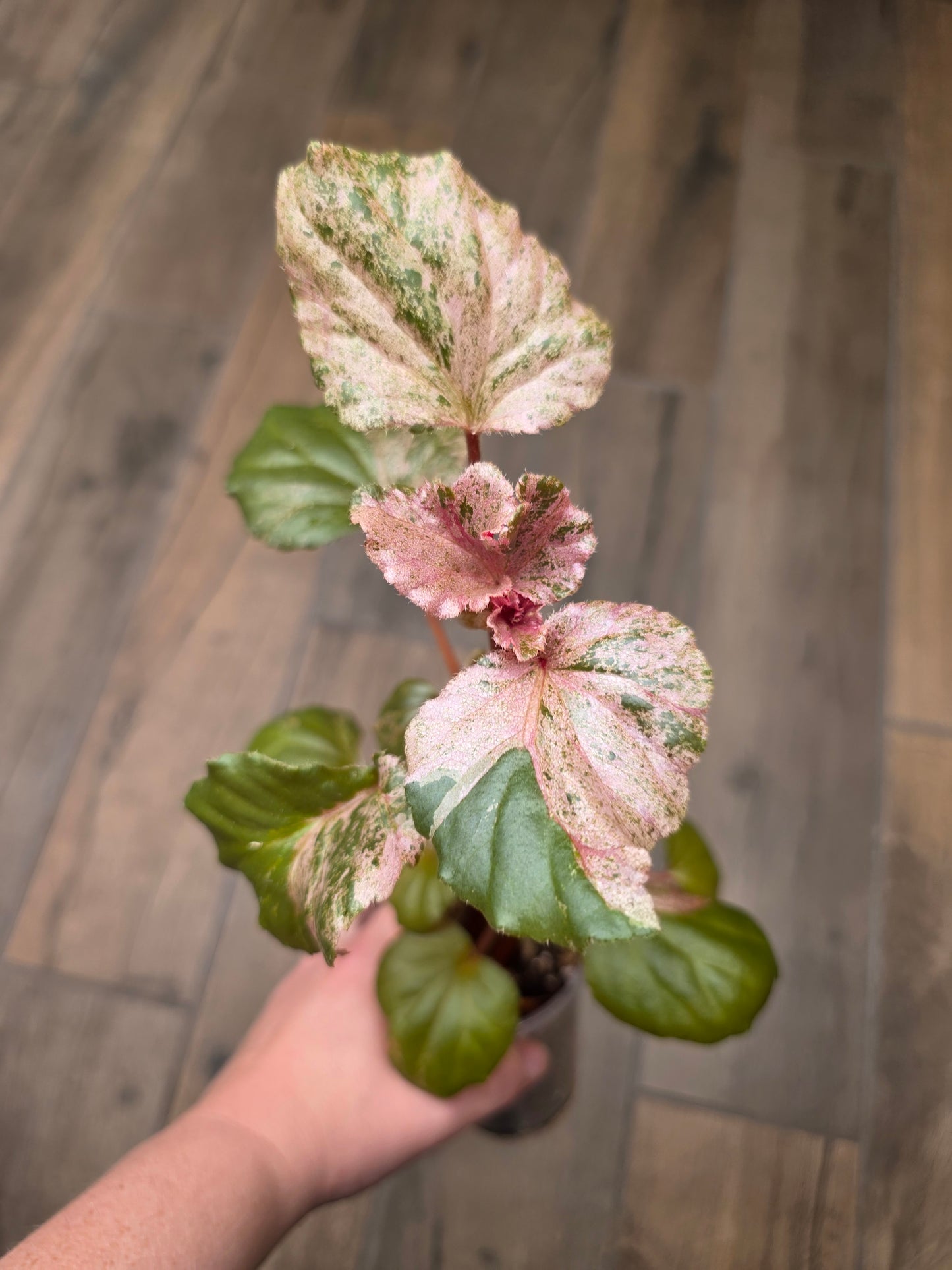 Begonia Cucullata Pink Variegated