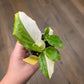Kaempheria Galanga Albo Variegata