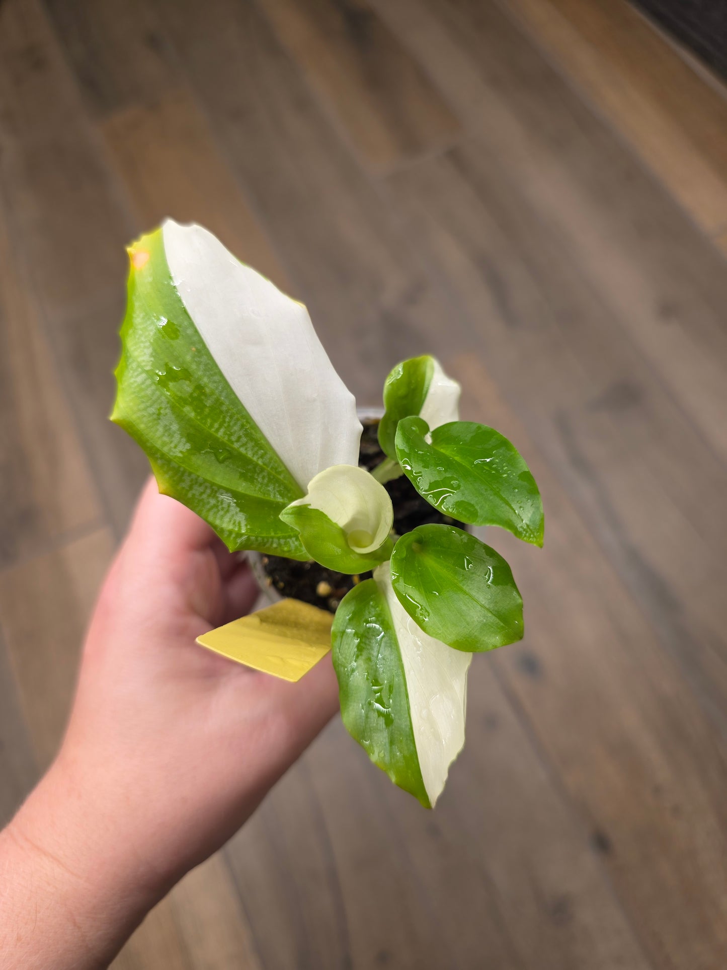 Kaempheria Galanga Albo Variegata