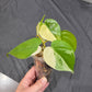 Philodendron Hederaceum Albo