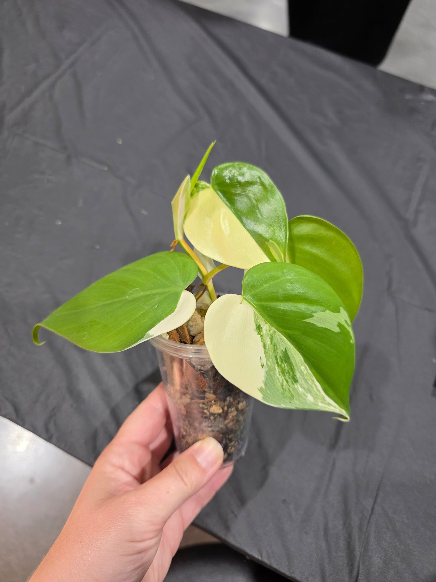 Philodendron Hederaceum Albo
