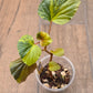 Begonia Cucullata Aurea Variegated