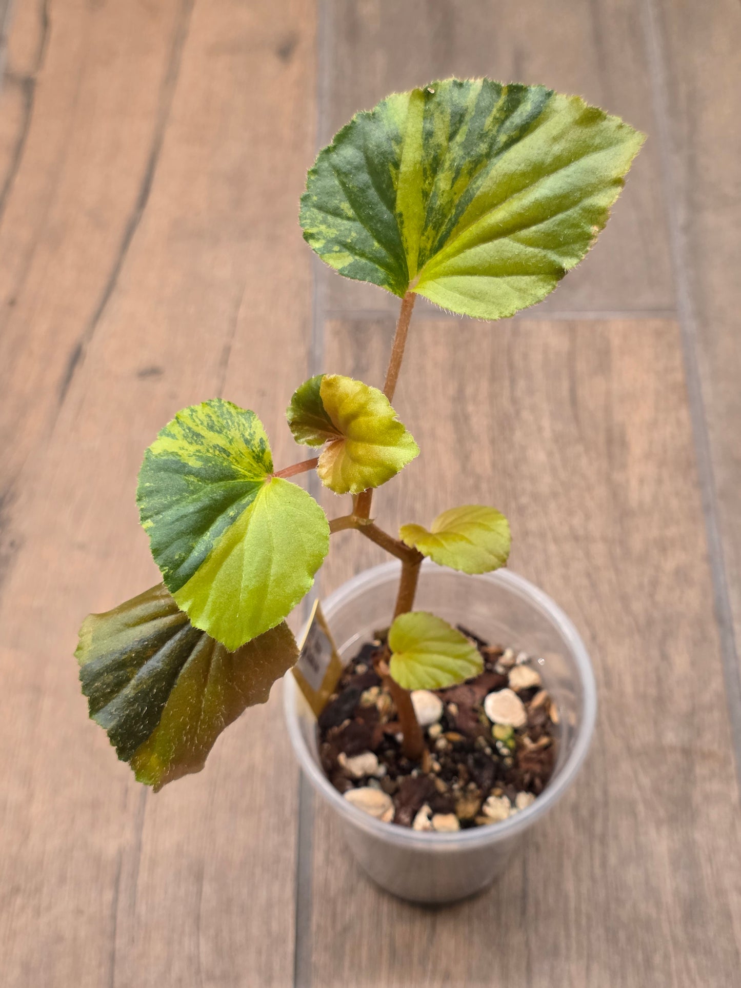 Begonia Cucullata Aurea Variegated