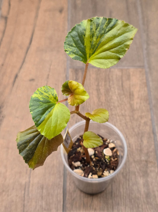 Begonia Cucullata Aurea Variegated