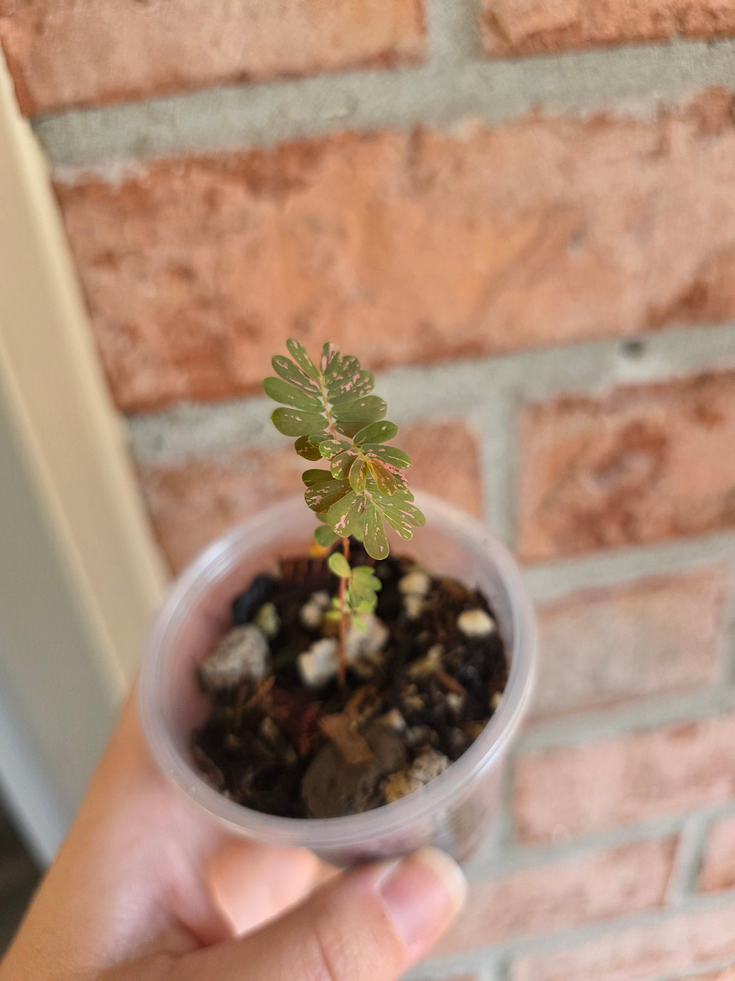 Phyllanthus Urinaria Pink Variegated