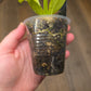 Anthurium Vittarifolium Variegated