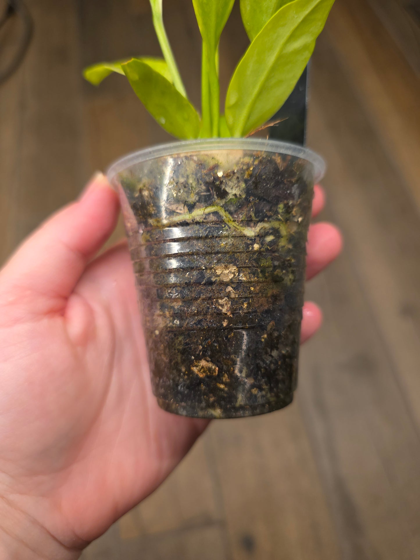 Anthurium Vittarifolium Variegated