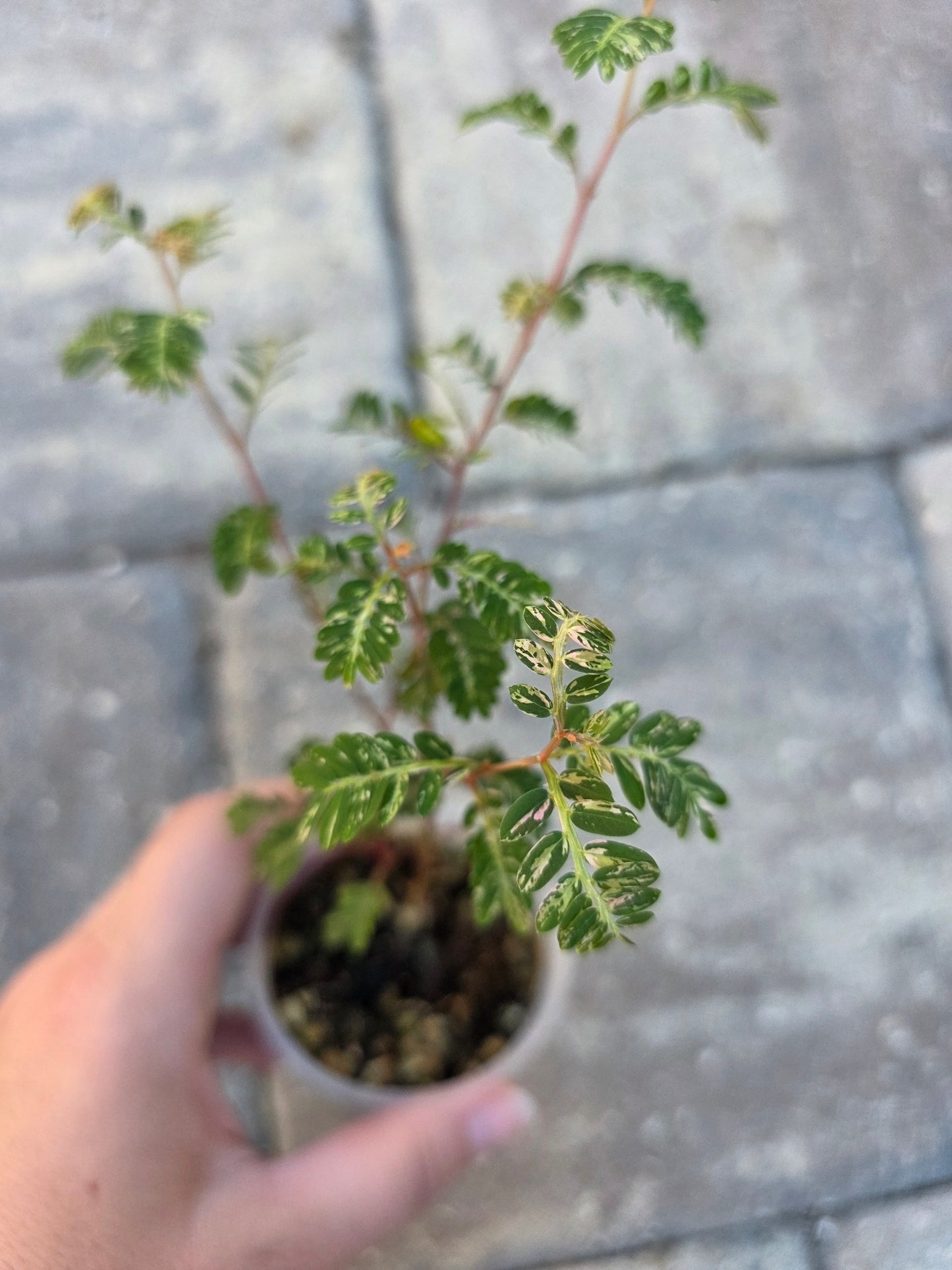 Phyllanthus Urinaria Variegated