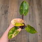 Philodendron Red Congo Marble