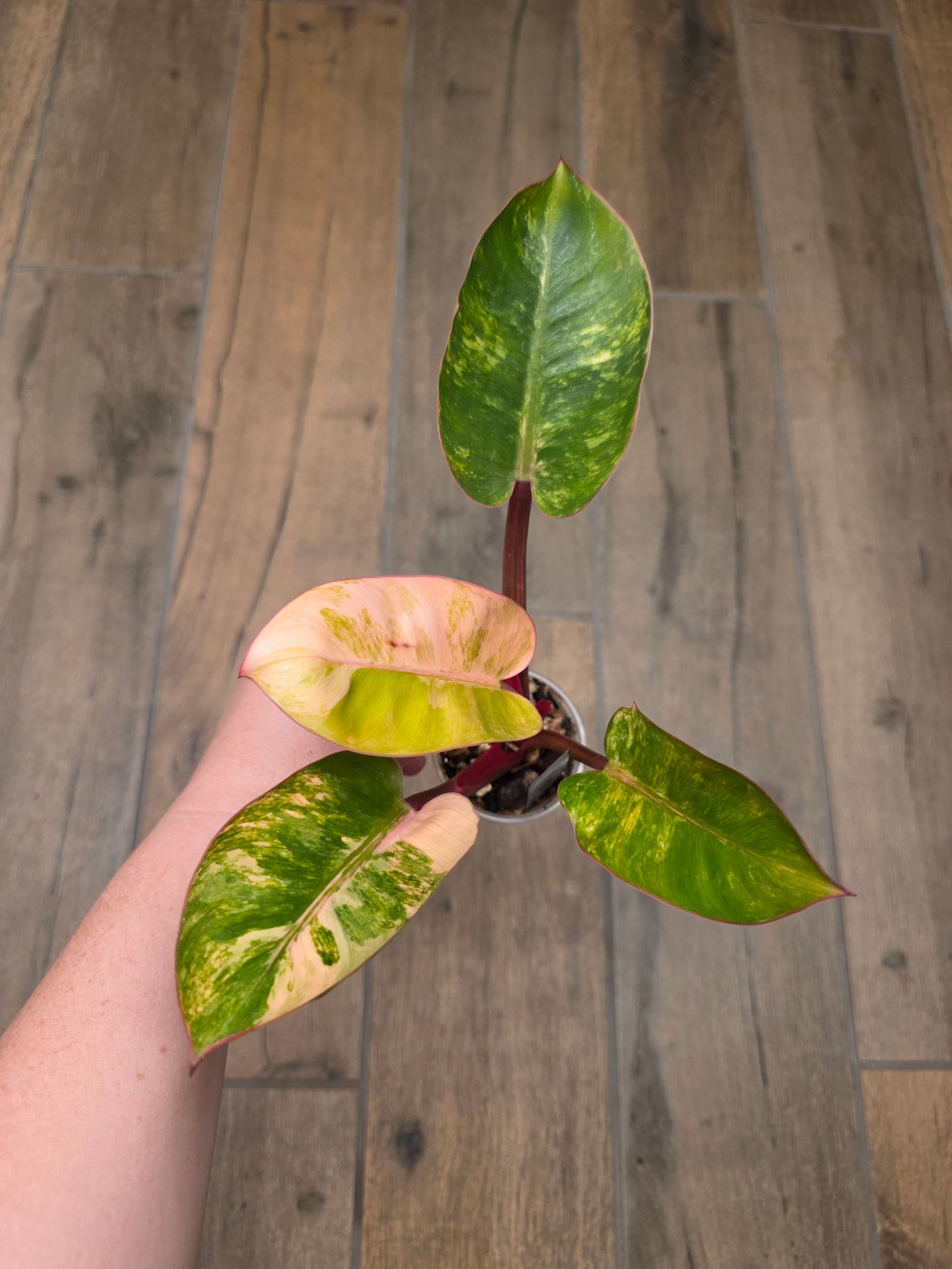 Philodendron Red Congo Marble