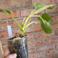 Philodendron Emerald Ice