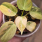 Philodendron Melanochrysum Orange/Pink