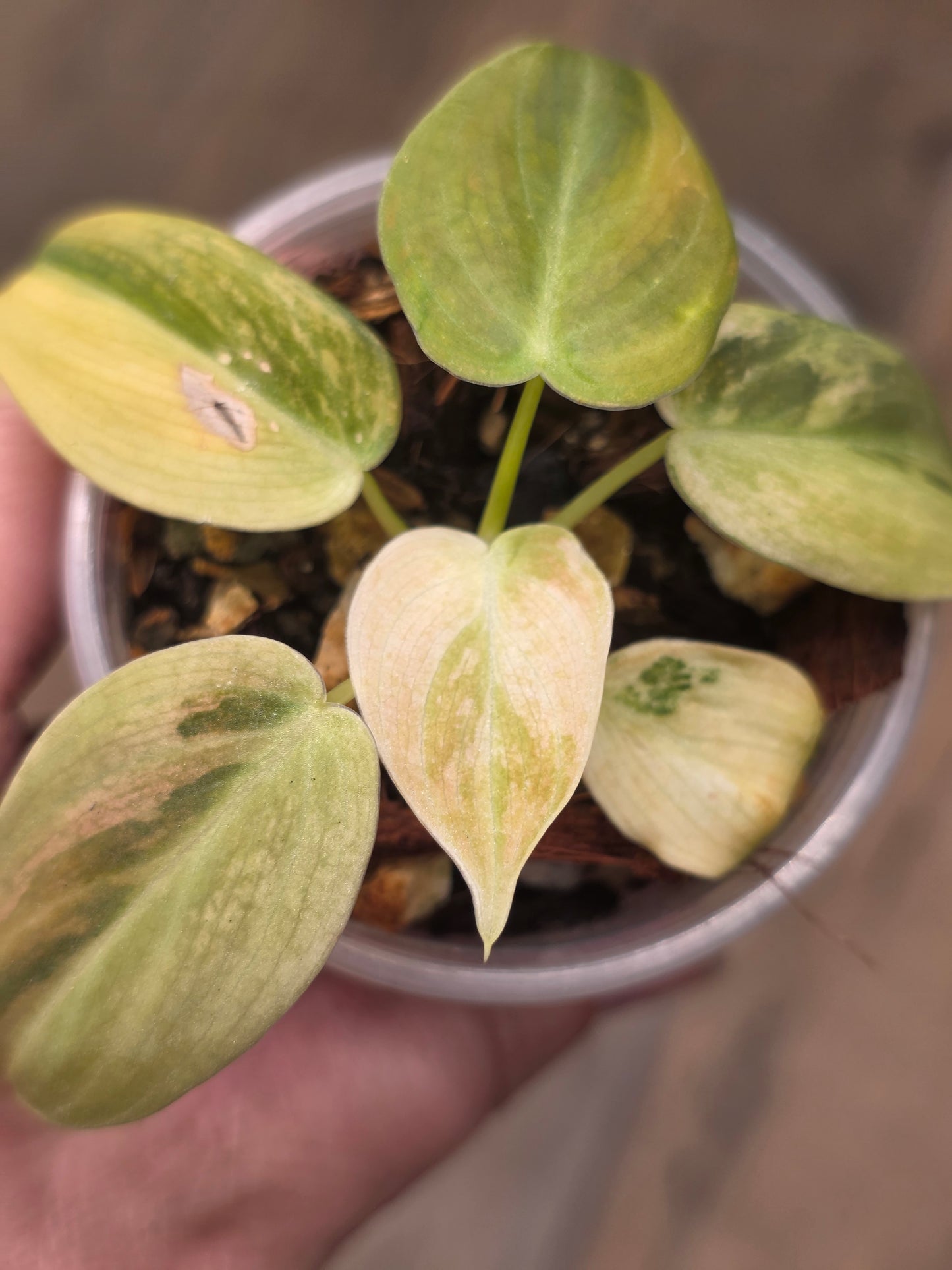 Philodendron Melanochrysum Orange/Pink