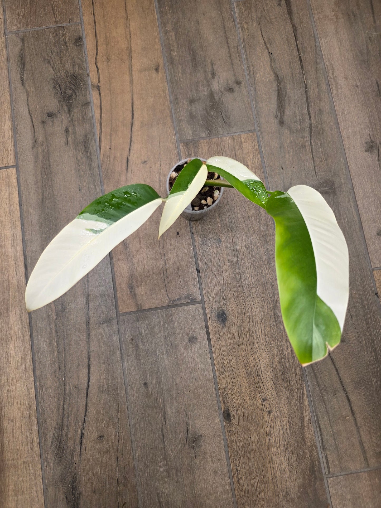 Epipremnum Giganteum Albo Variegated