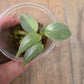 Philodendron Silver Sword Variegated