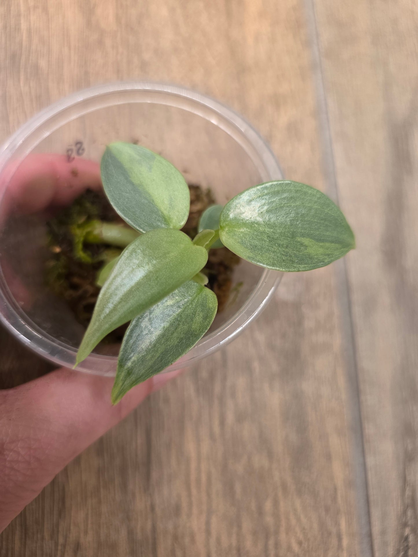 Philodendron Silver Sword Variegated