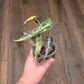 Alocasia Bambino Aurea Variegata
