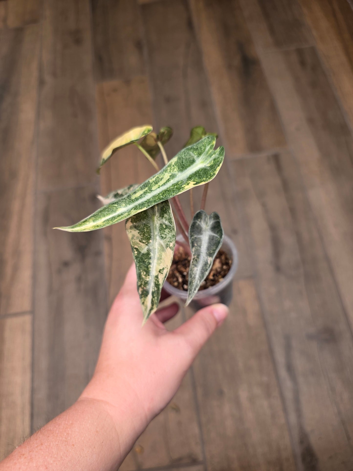 Alocasia Bambino Aurea Variegata
