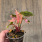 Syngonium Maria Variegated