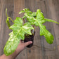 Philodendron Minnarum Aurea Variegated