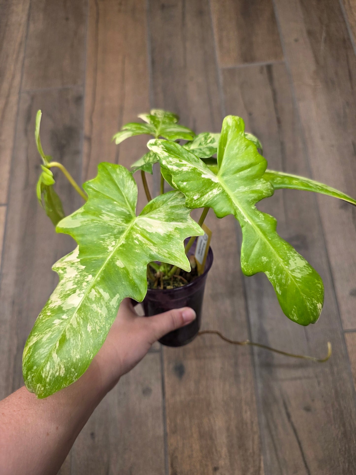 Philodendron Minnarum Aurea Variegated