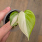 Philodendron Hederaceum Albo Variegated