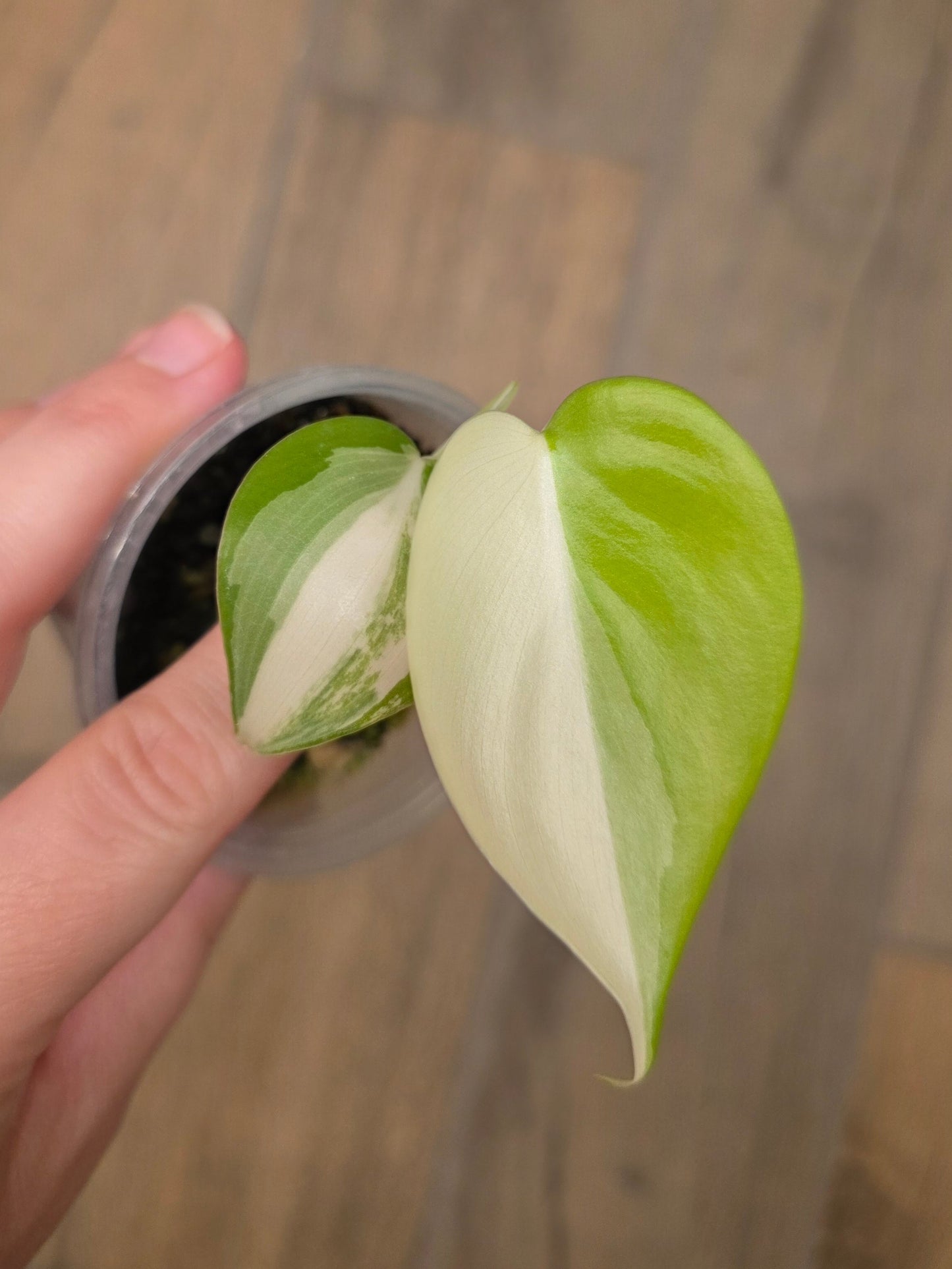 Philodendron Hederaceum Albo Variegated