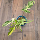 Philodendron Tortum X FL Beauty