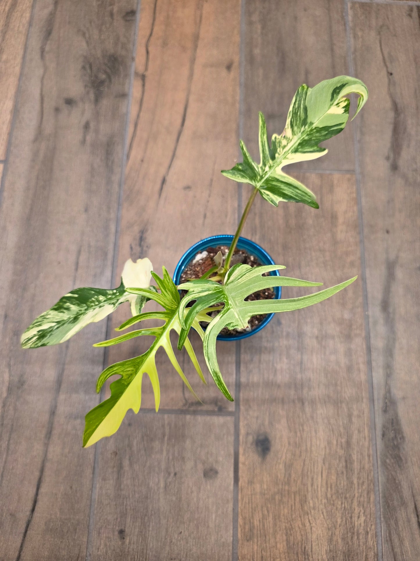 Philodendron Tortum X FL Beauty