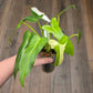 Philodendron Golden Dragon Albo Variegated 2in1