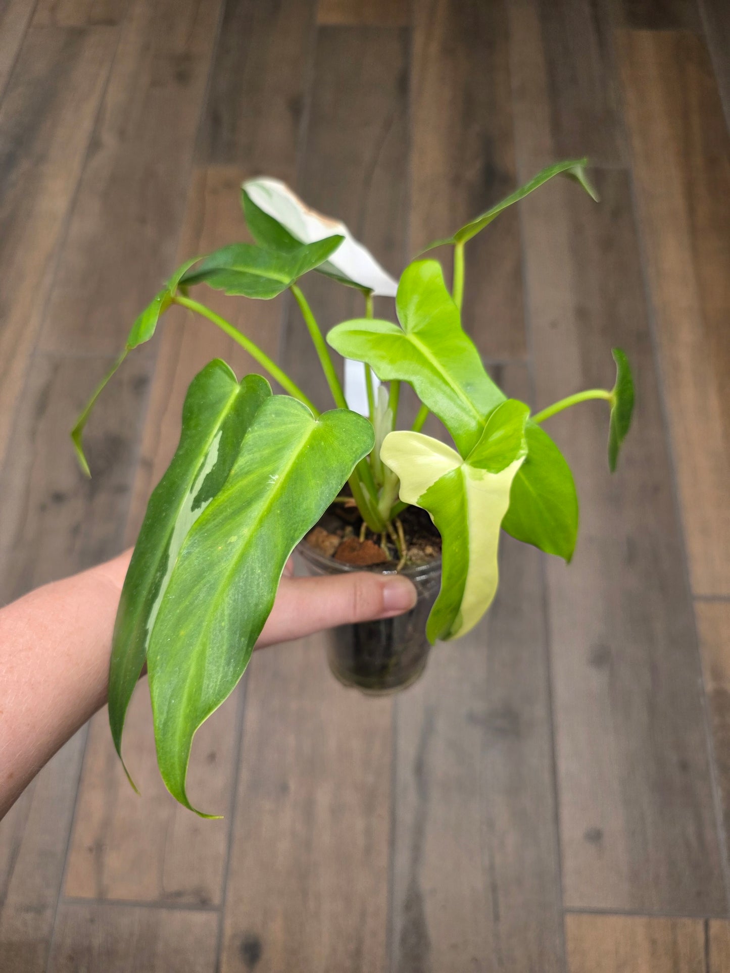 Philodendron Golden Dragon Albo Variegated 2in1